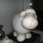 Schaap