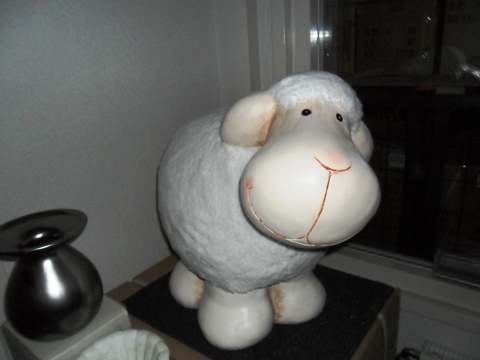 Schaap