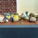 Diverse vogels te koop bij Veldt Restpartijen te Heerle