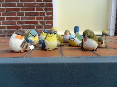 Diverse vogels te koop bij Veldt Restpartijen te Heerle