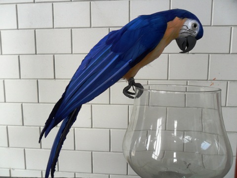 Decoratie papegaai voor binnen te koop bij Veldt Restpartijen te Heerle