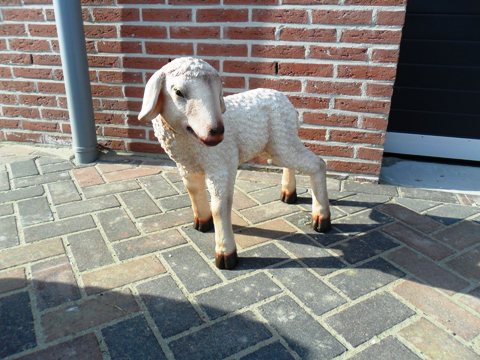 Lammetje te koop bij Veldt Restpartijen te Heerle