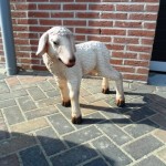 Lammetje te koop bij Veldt Restpartijen te Heerle
