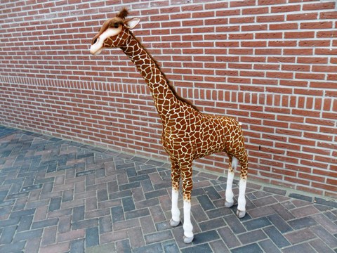 Giraffe te koop bij Veldt Restpartijen te Heerle