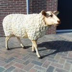 Schaap te koop bij Veldt Restpartijen te Heerle