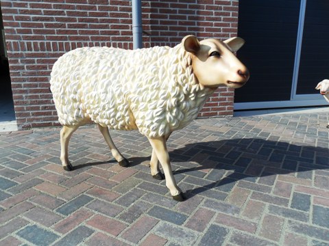 Schaap te koop bij Veldt Restpartijen te Heerle