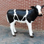 Koe te koop bij Veldt Restpartijen te Heerle